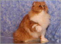 /album/pre-no-no-energizer-z-thalgau/no-no-energizer-13-jpg/